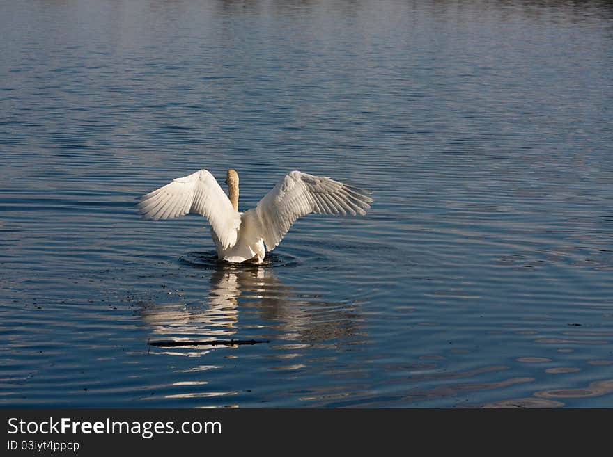 Swan swimming in the kake