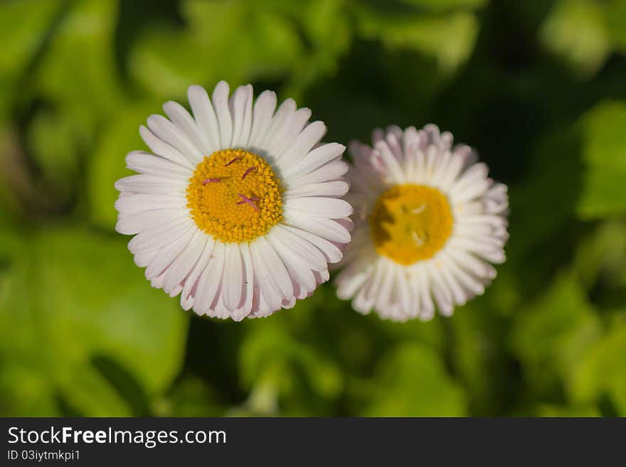 Chamomile close-up macro on nature background