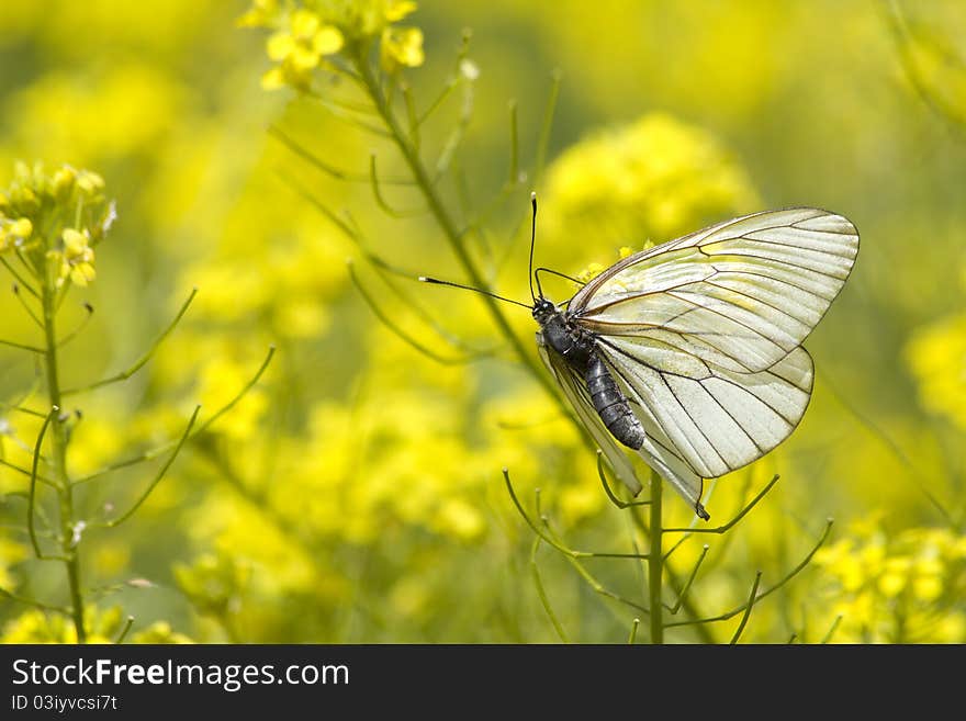 Insect butterfly wings