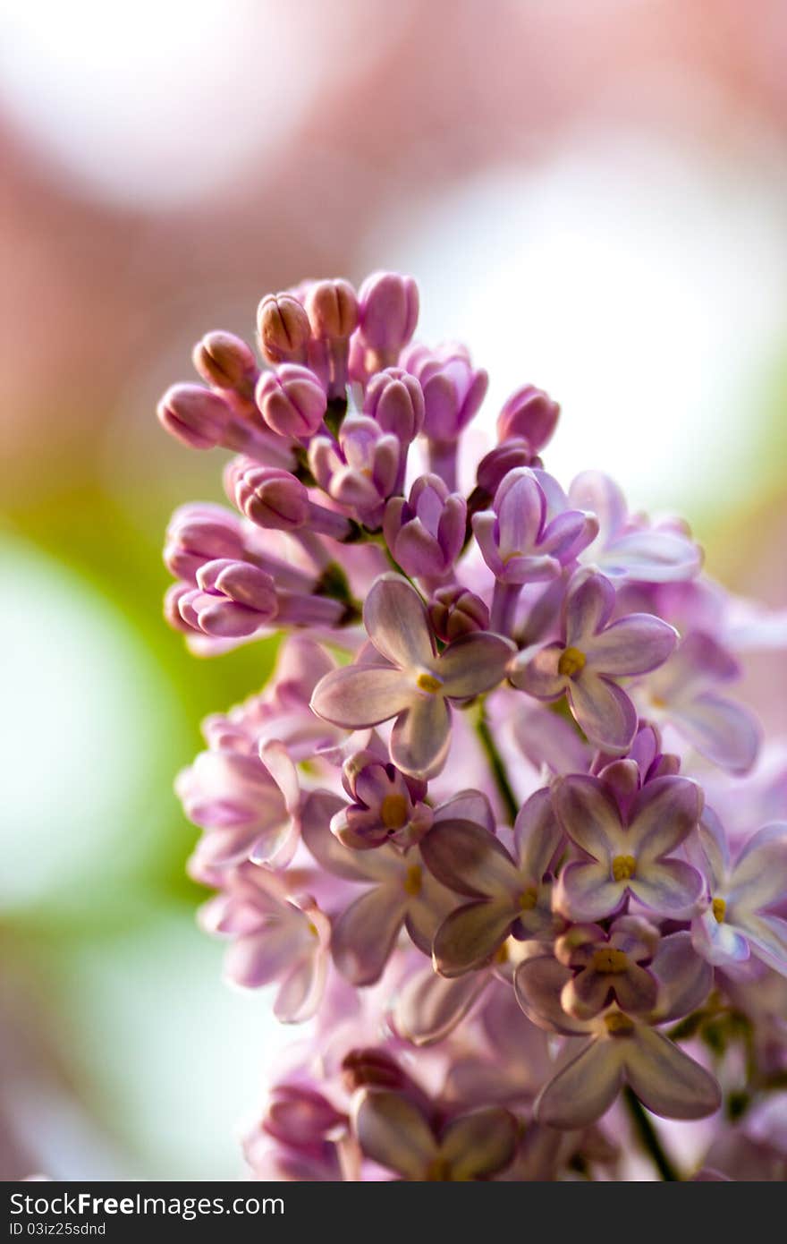 Bunch of violet fragrant pink lilac in nature