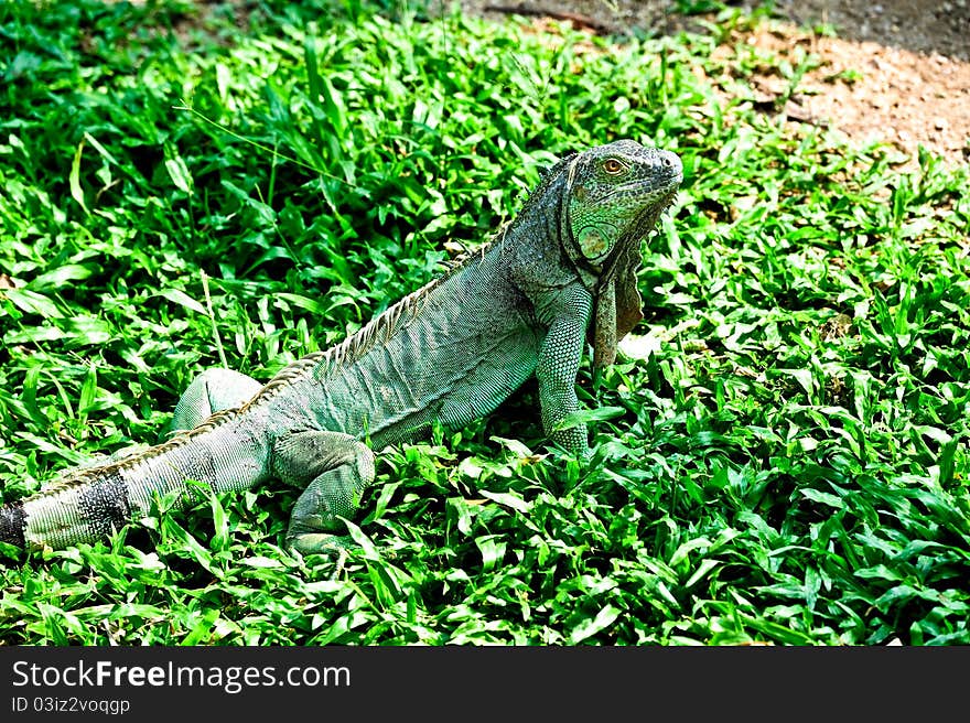 Green iguana on a sunny day in Thailand