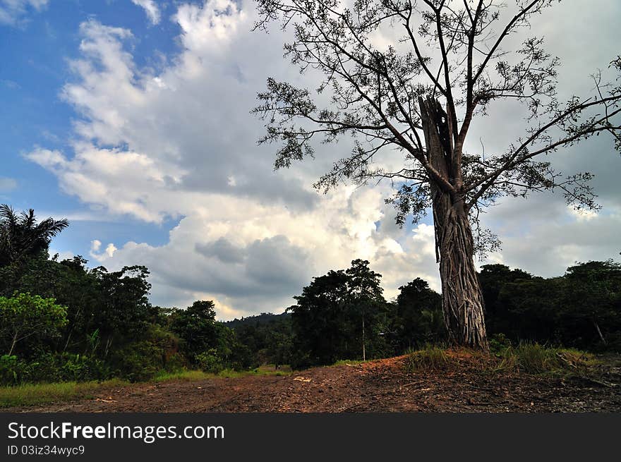 Big tree trying to grow again