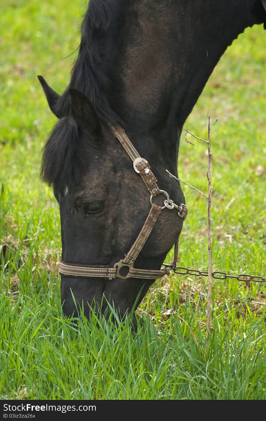 Horse eating grass in the green nature