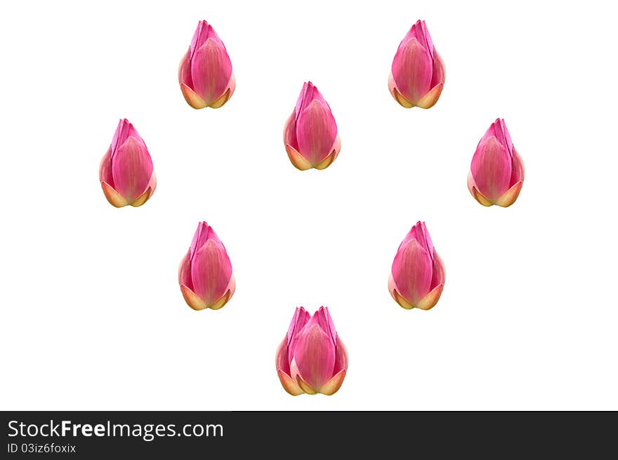 Group of lotus in a heart shape