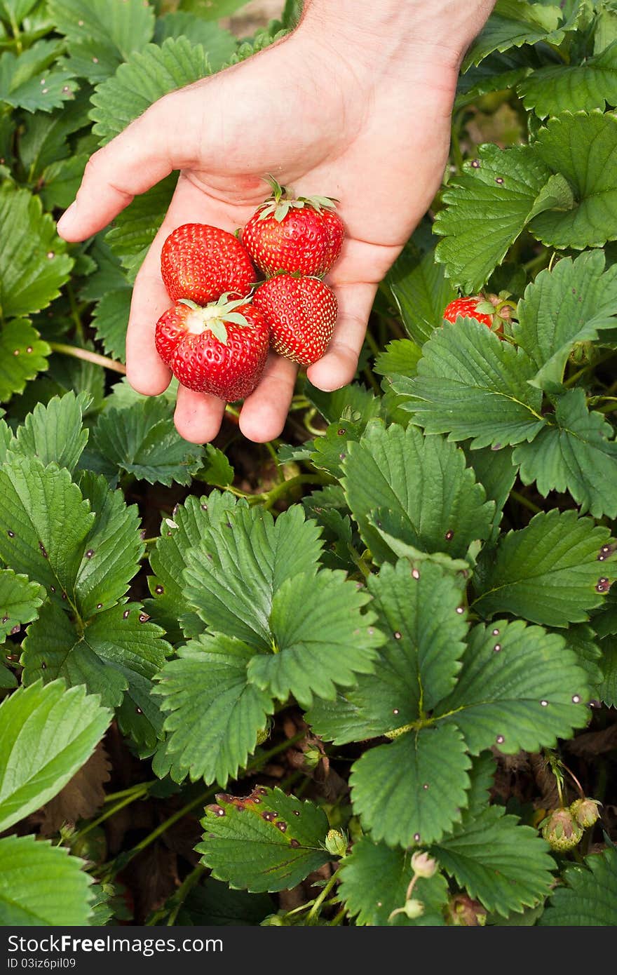 A Hand Full of Freshly Picked Strawberrys. A Hand Full of Freshly Picked Strawberrys