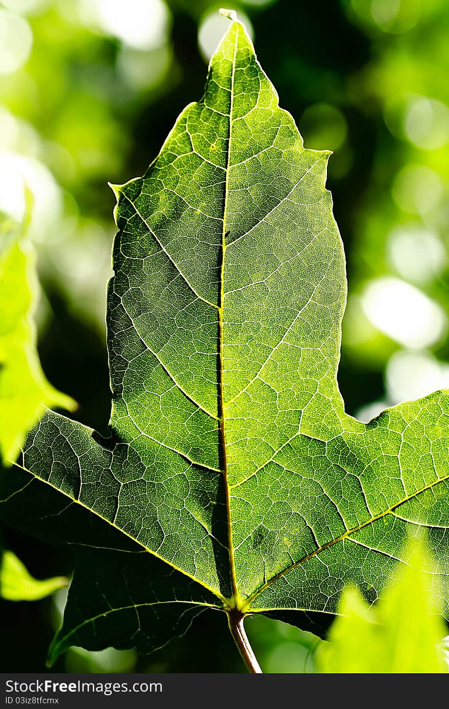 Leaf of maple