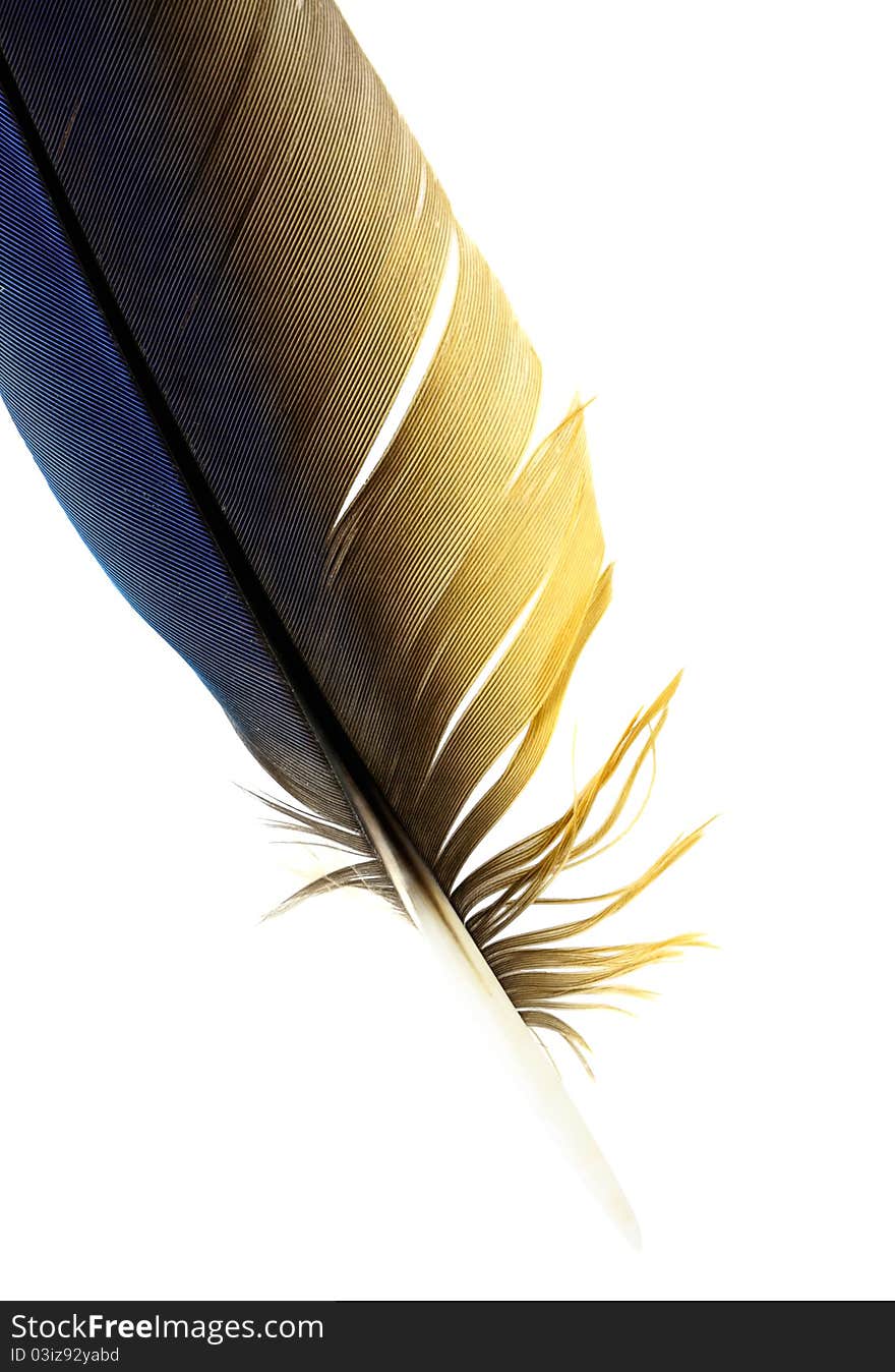 The feather of macaw on white.