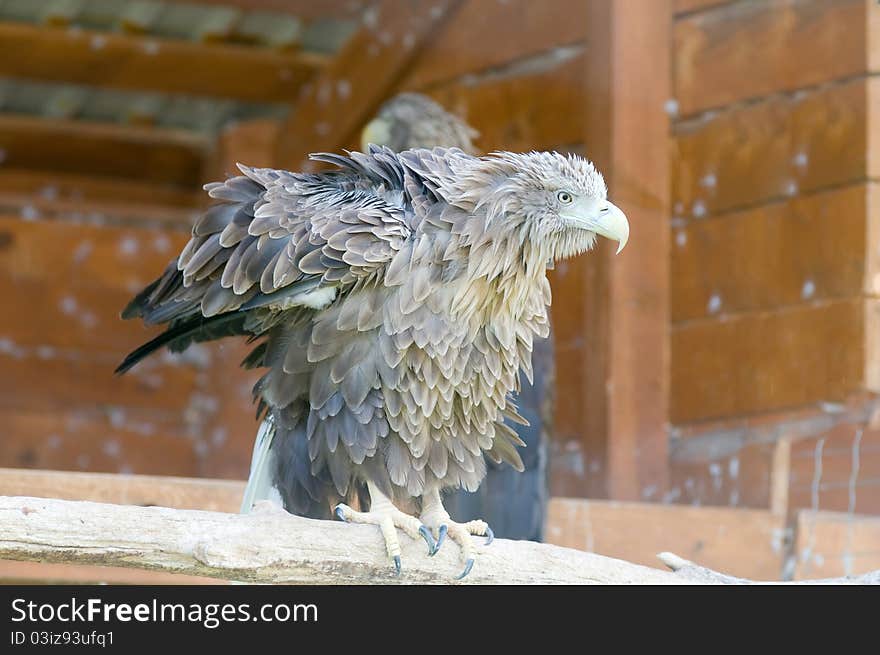 White-tailed Eagle (Haliaeetus Albicilla)