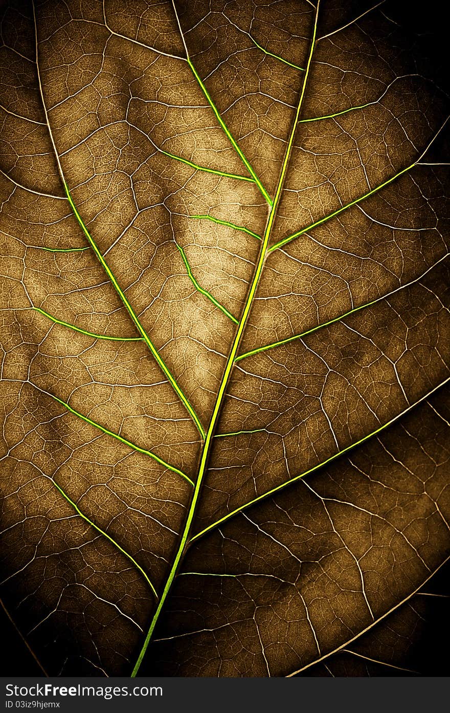 Leaf