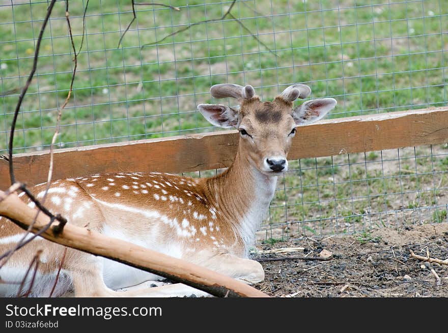 Beautiful and noble animal is resting in the shade. Beautiful and noble animal is resting in the shade