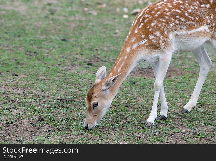 Dinner at a beautiful young animal. Dinner at a beautiful young animal