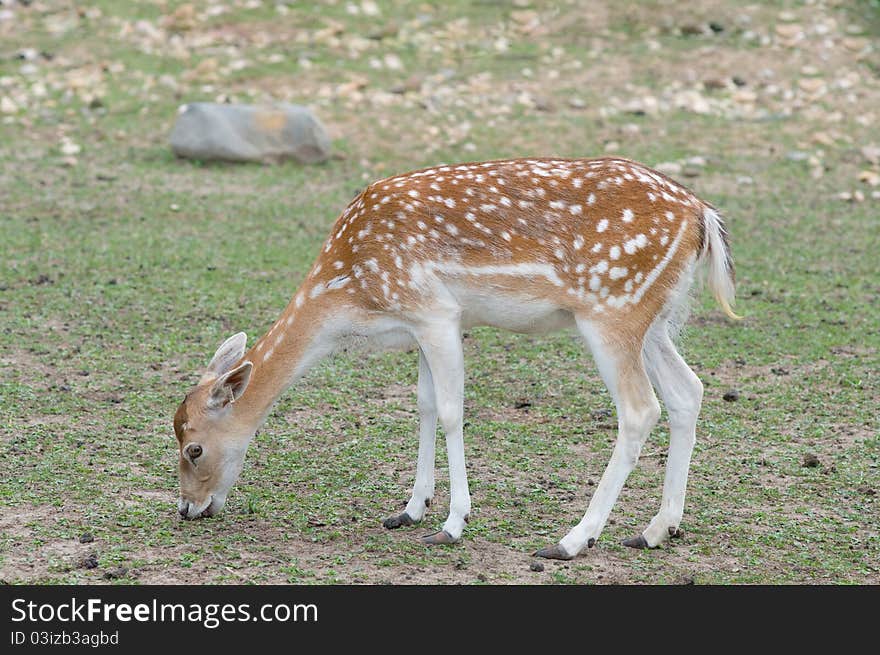 Dinner at a beautiful young animal. Dinner at a beautiful young animal