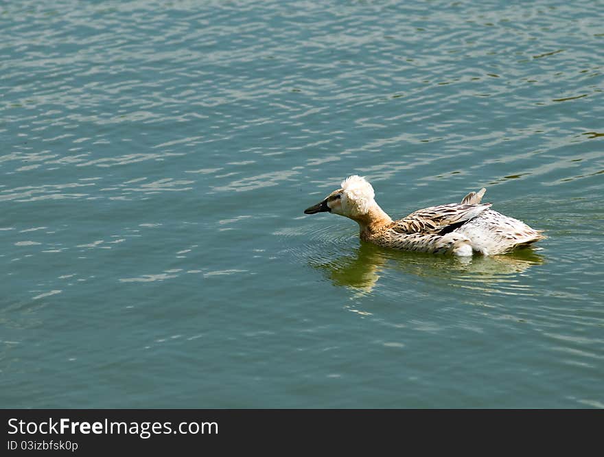 Crested Duck (Lophonetta specularioides)