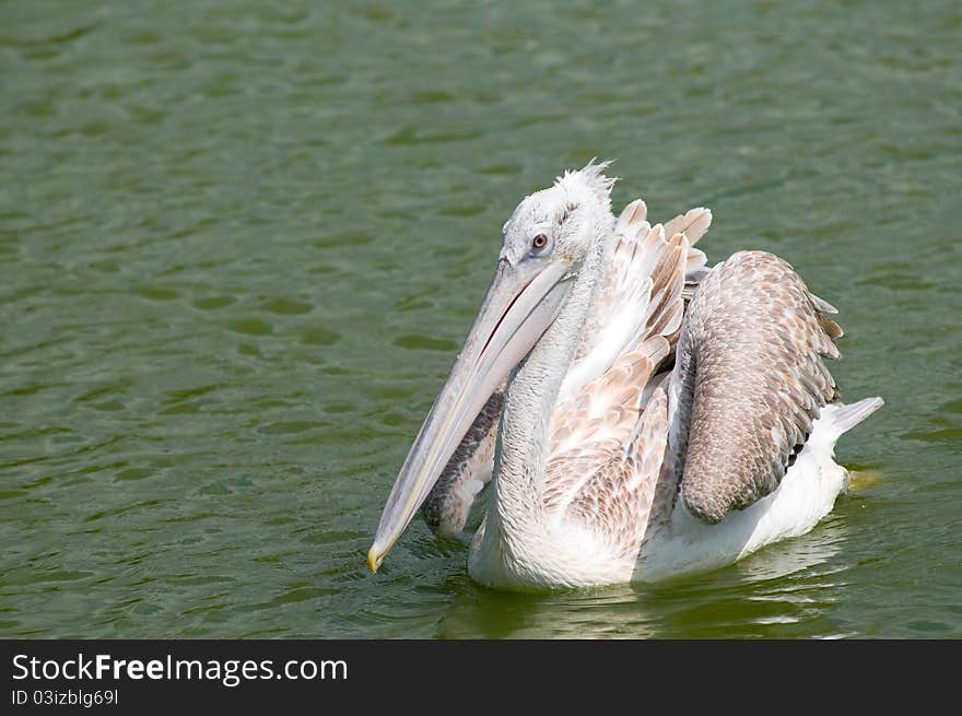 Beautiful large white bird against a background of water. Beautiful large white bird against a background of water