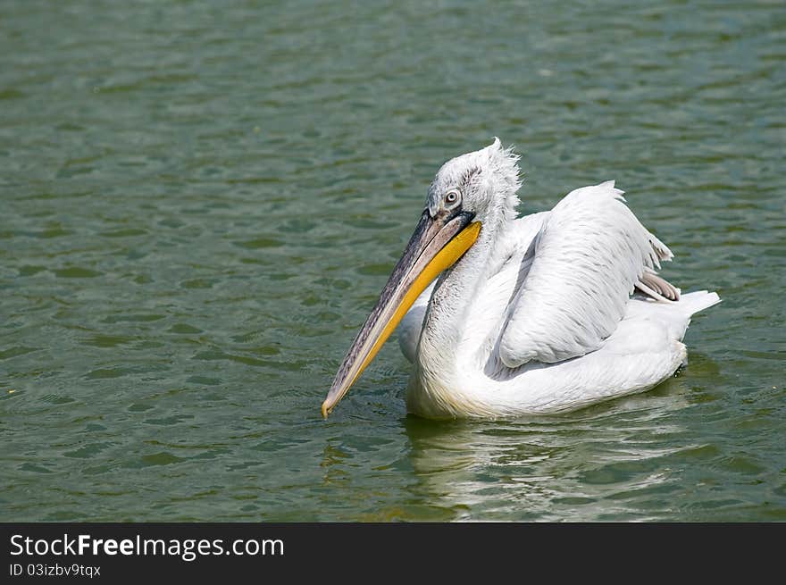 Dalmatian Pelican (Pelecanus crispus)