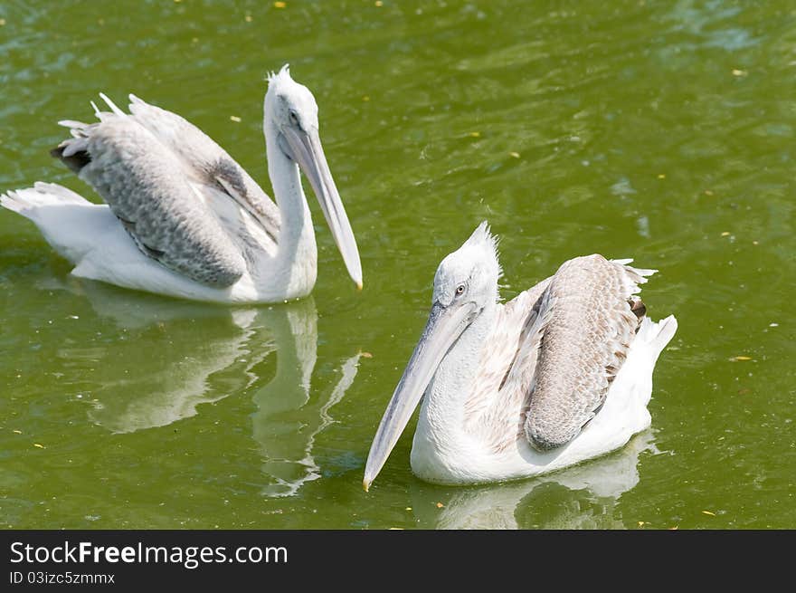 Beautiful big bird on a background of green water. Beautiful big bird on a background of green water