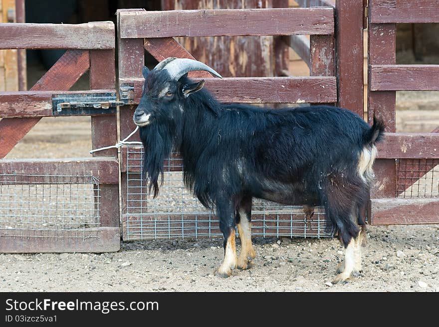 Black bearded goat in the pen