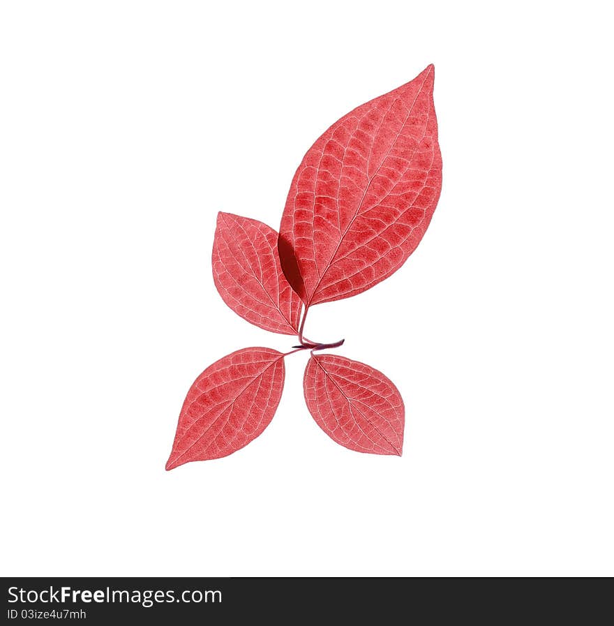 Four red leaves on white.