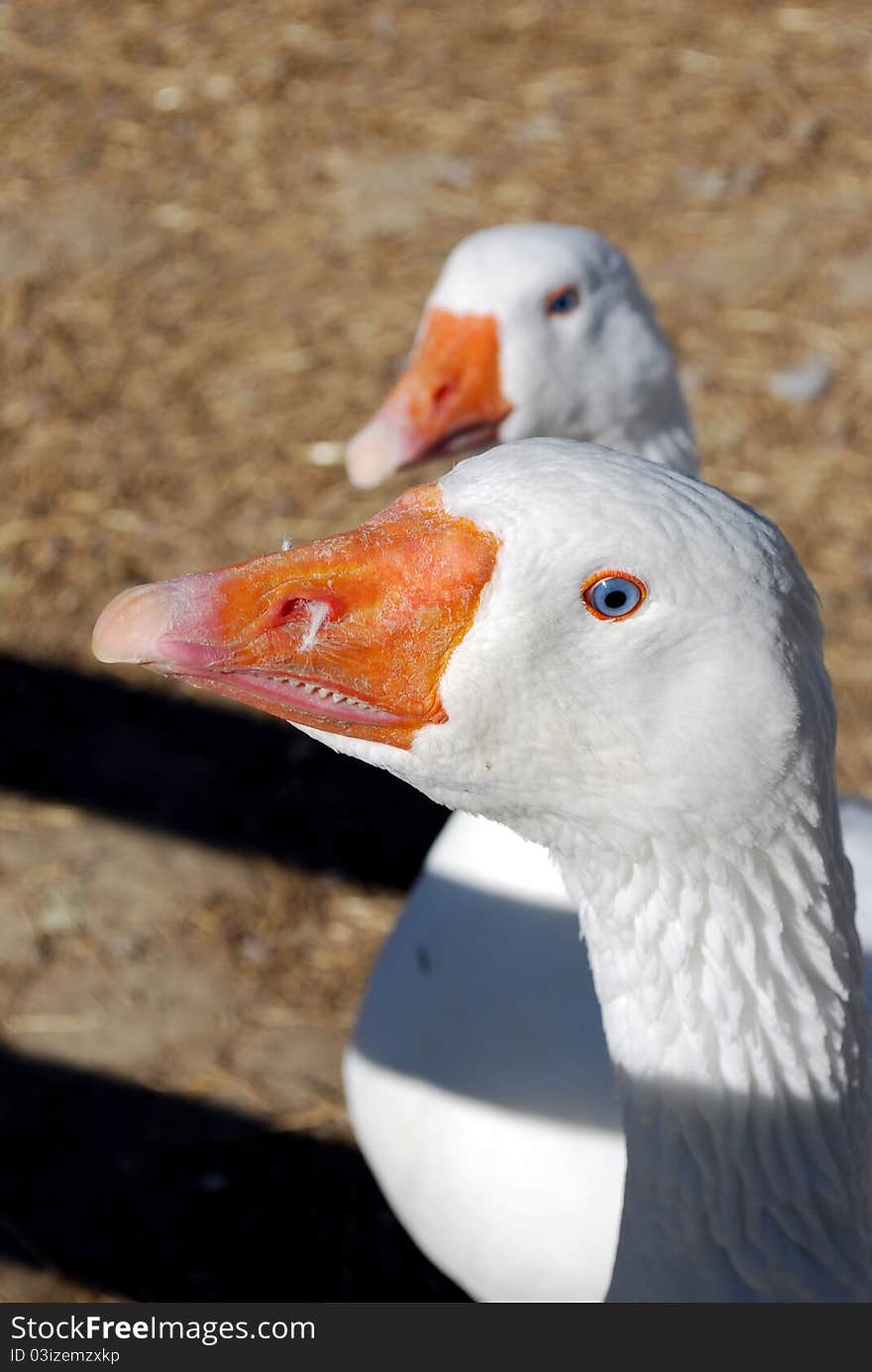 White geese in a barnyard.