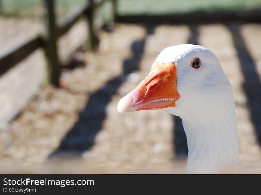 White goose in a barnyard.