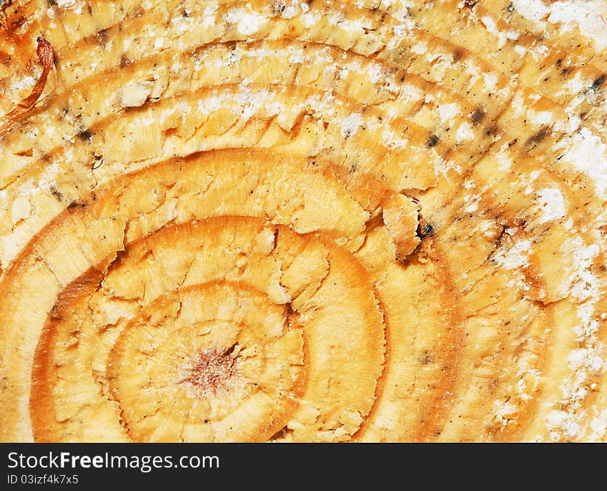 The slice of wood timber natural background. The slice of wood timber natural background.