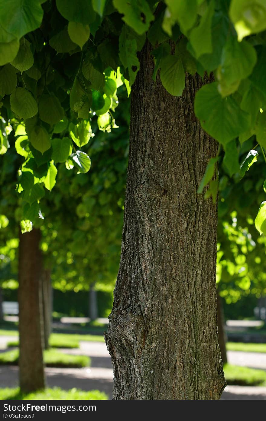 Tree in the park in summer.