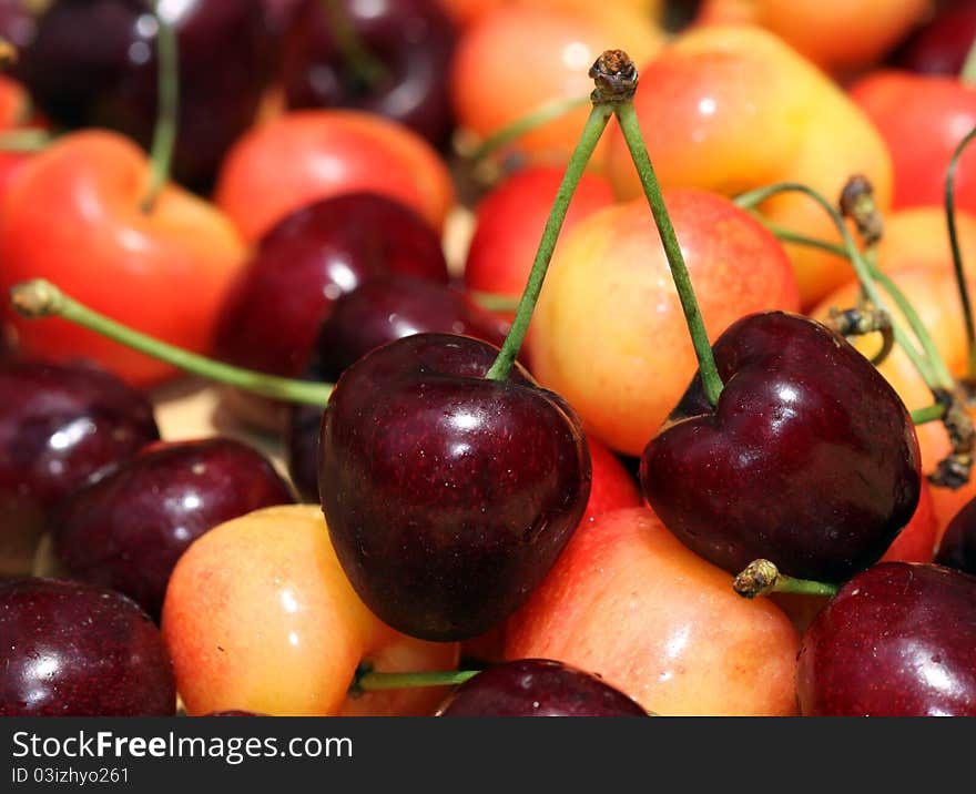 Red and white cherries focus on two red cherries connected by stems. Red and white cherries focus on two red cherries connected by stems.