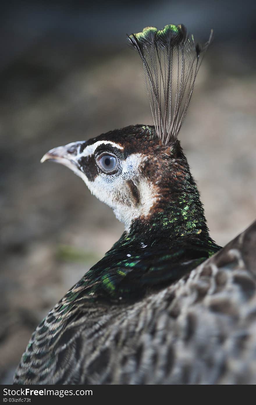 Portrait of a peacock with blue eyes and colorful feathers looking royal. Portrait of a peacock with blue eyes and colorful feathers looking royal