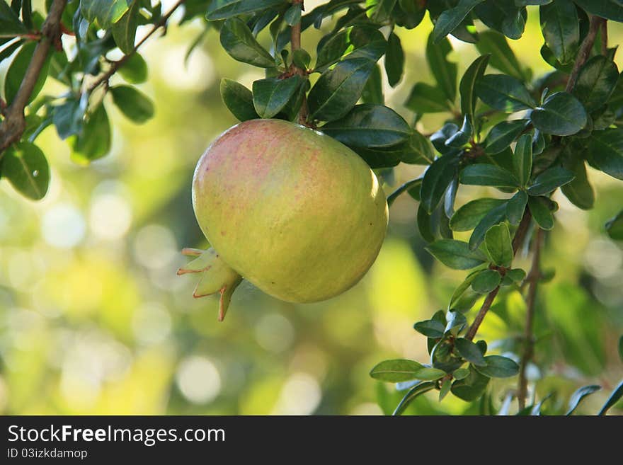 Pomegranate fruit