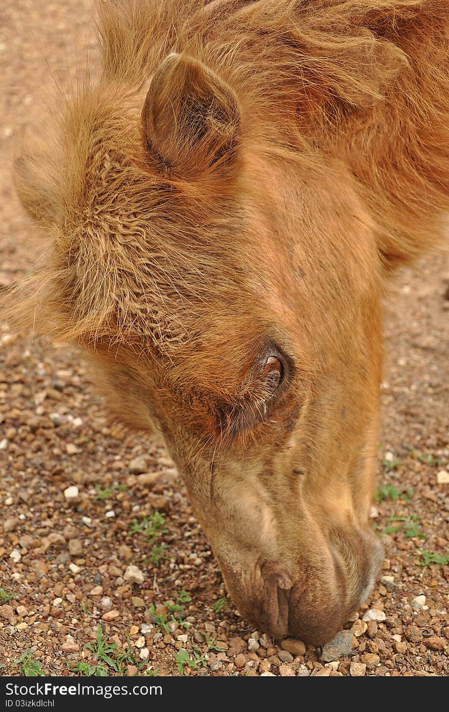 The Bactrian camel is a large even-toed ungulate native to the steppes of central Asia.