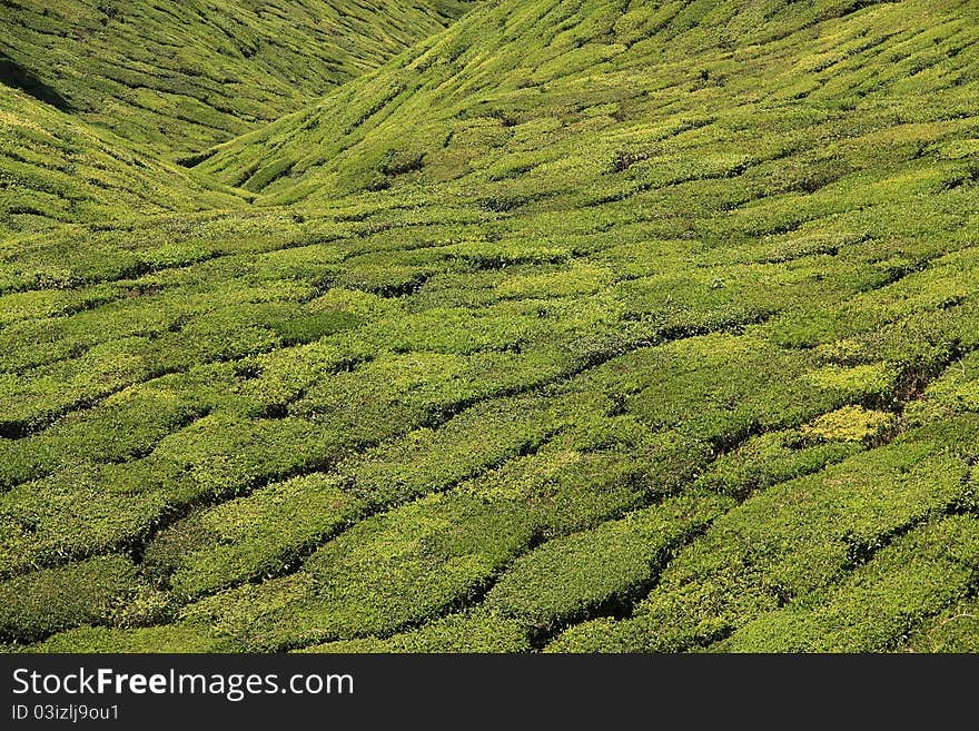 Tea Plantation