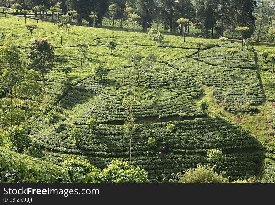 Tea plantation with trees in Western Ghats. India.