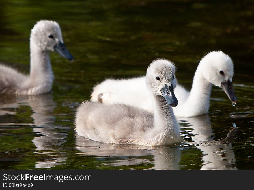 Juvenile swans in the water