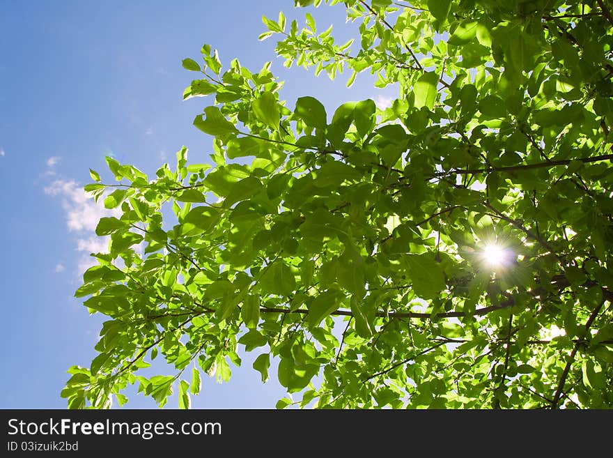 Green Leaves With Sky