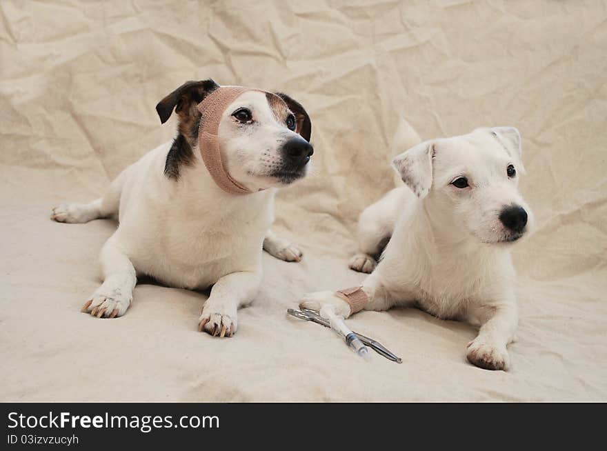 2 Injured Jack Russells with wrapped head and paw. 2 Injured Jack Russells with wrapped head and paw