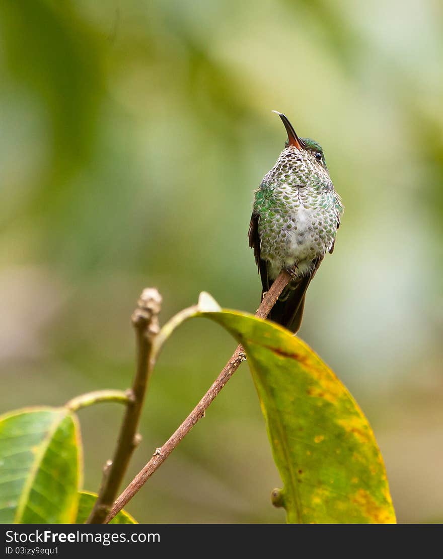 A Gray-Breasted Sabrewing hummingbird