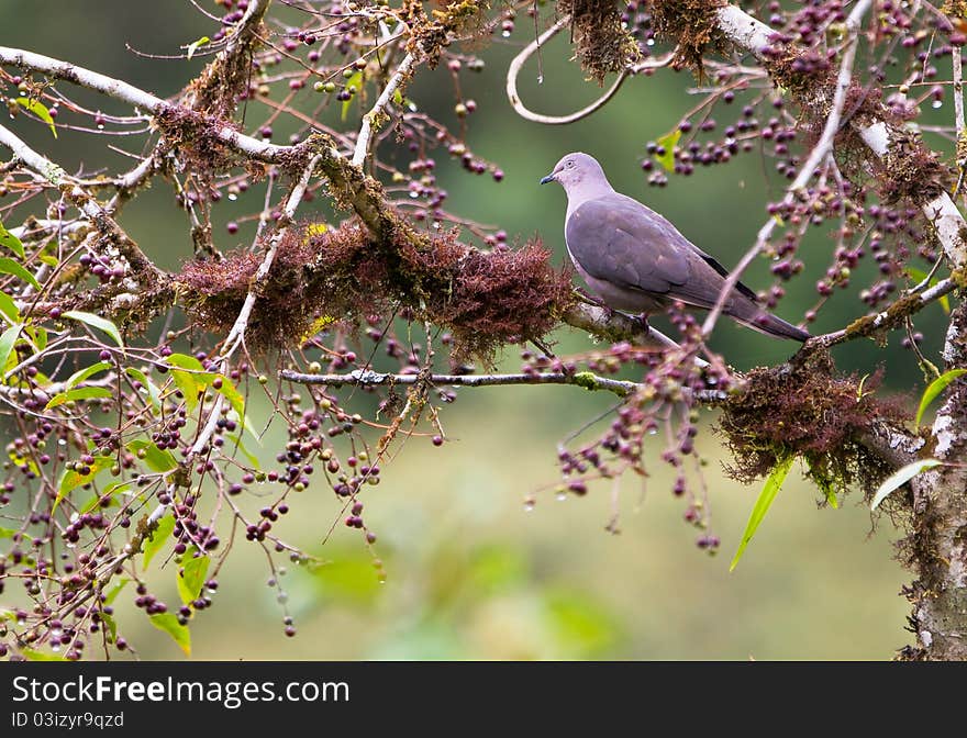 A Grey-Fronted Dove