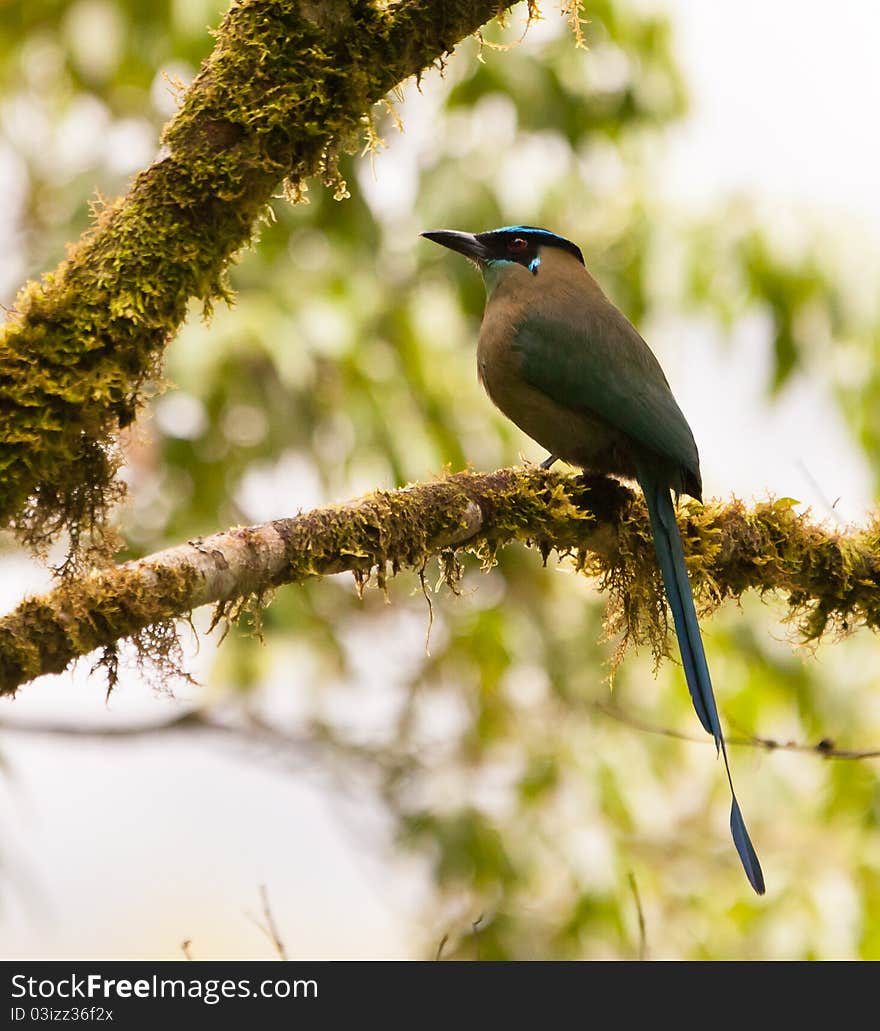 The Highland Motmot (Momotus momota) is called relojeroin Peru: watchmaker, for the way he moves it´s tail.