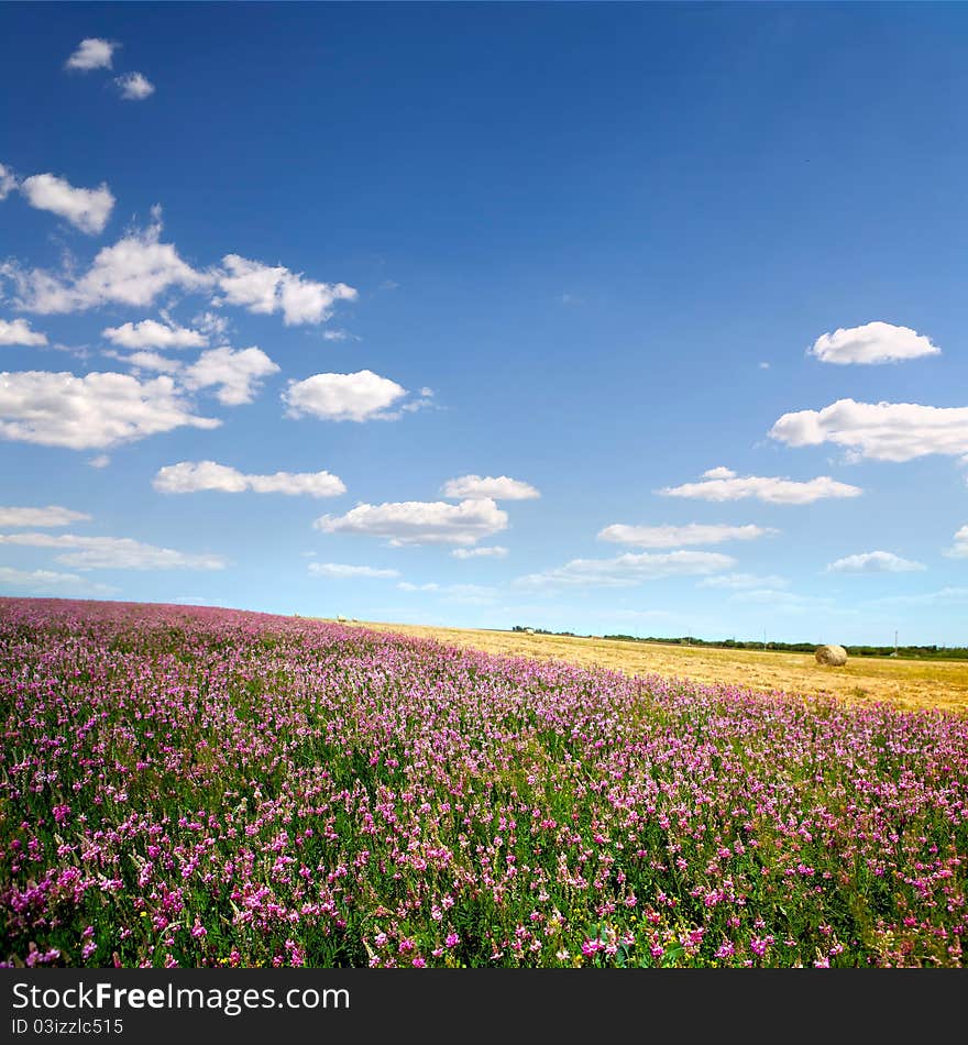 Blossoming colorful fields against the blue sky