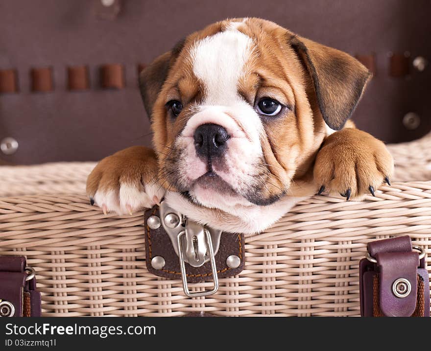 Puppy purebred english Bulldog sitting in basket. Puppy purebred english Bulldog sitting in basket