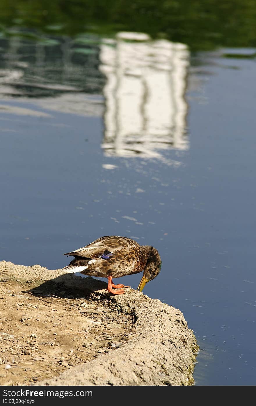 A duck looking over the edge into a man made pond in Riverside,CA. A duck looking over the edge into a man made pond in Riverside,CA.