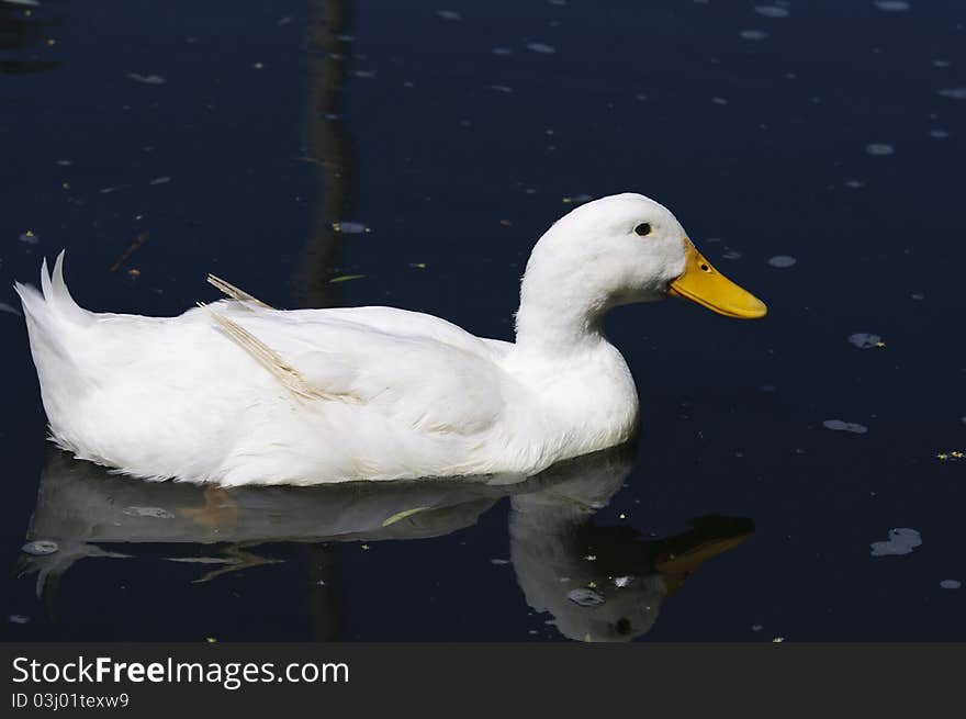 A duck swimming around in a man made pond in Riverside,CA. A duck swimming around in a man made pond in Riverside,CA.