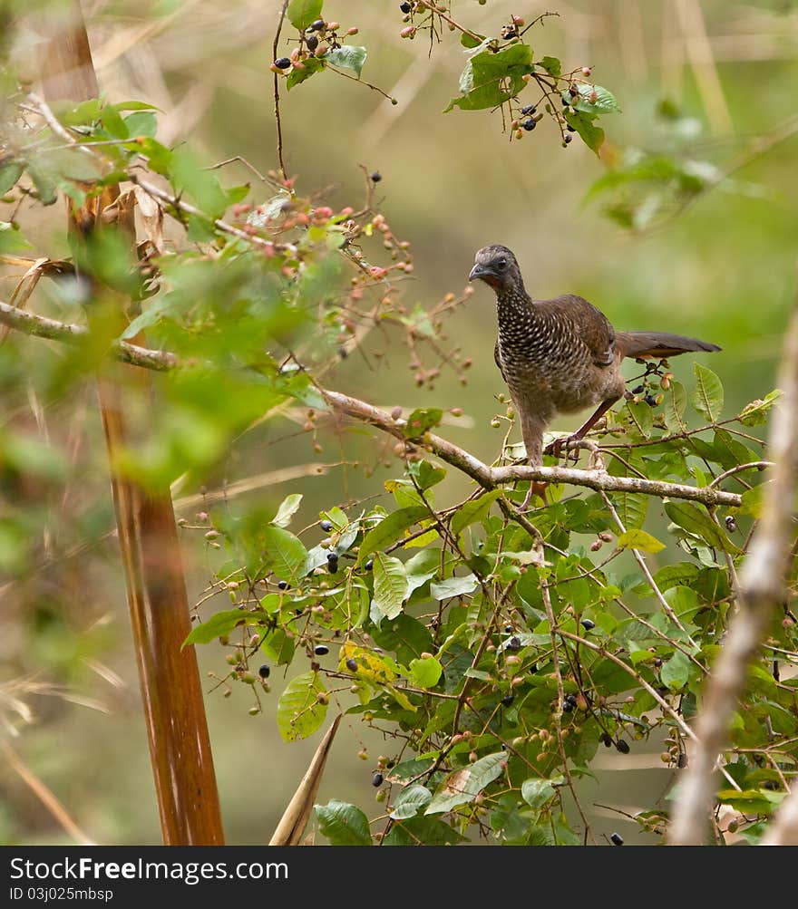 The Speckled Chachalaca