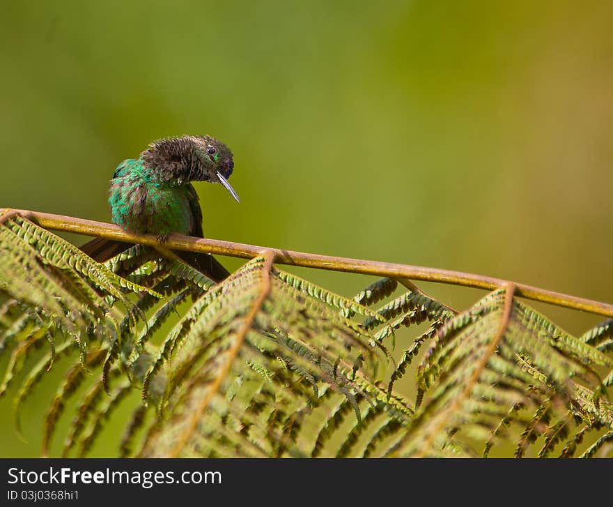 A Violet-fronted Brilliant Hummingbird sitting on the branch of a giant fern looks curiously holding it´s head in an extravagant way. A Violet-fronted Brilliant Hummingbird sitting on the branch of a giant fern looks curiously holding it´s head in an extravagant way.