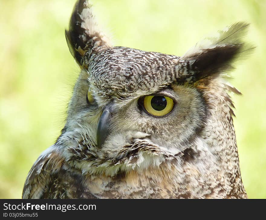 Bubo virgianus occidentalis Canadian eagle owl. Bubo virgianus occidentalis Canadian eagle owl