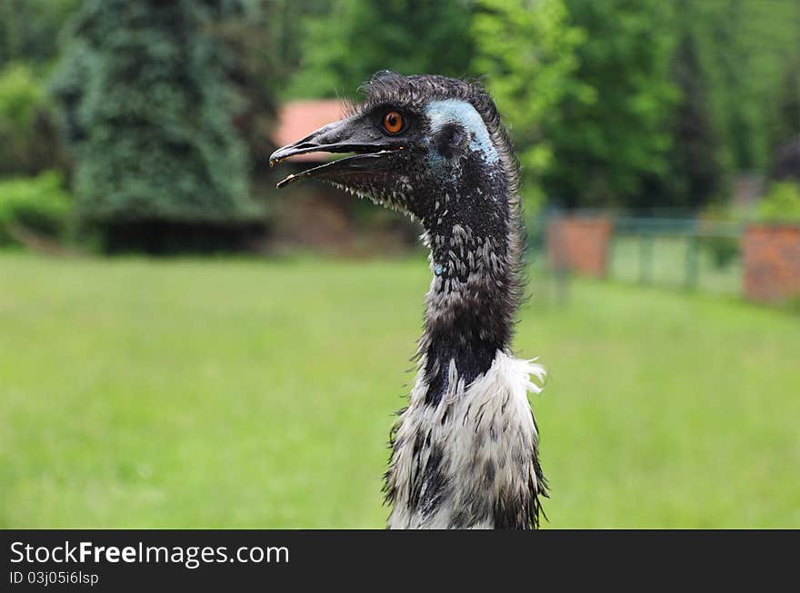 Portrait of an ostrich head. Portrait of an ostrich head