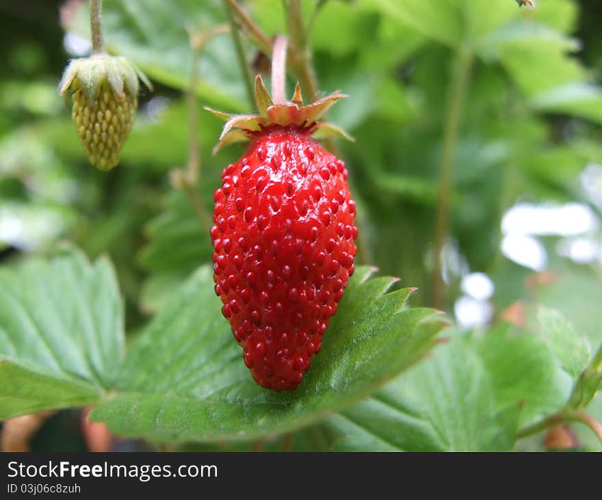 Strawberry bush in the garden