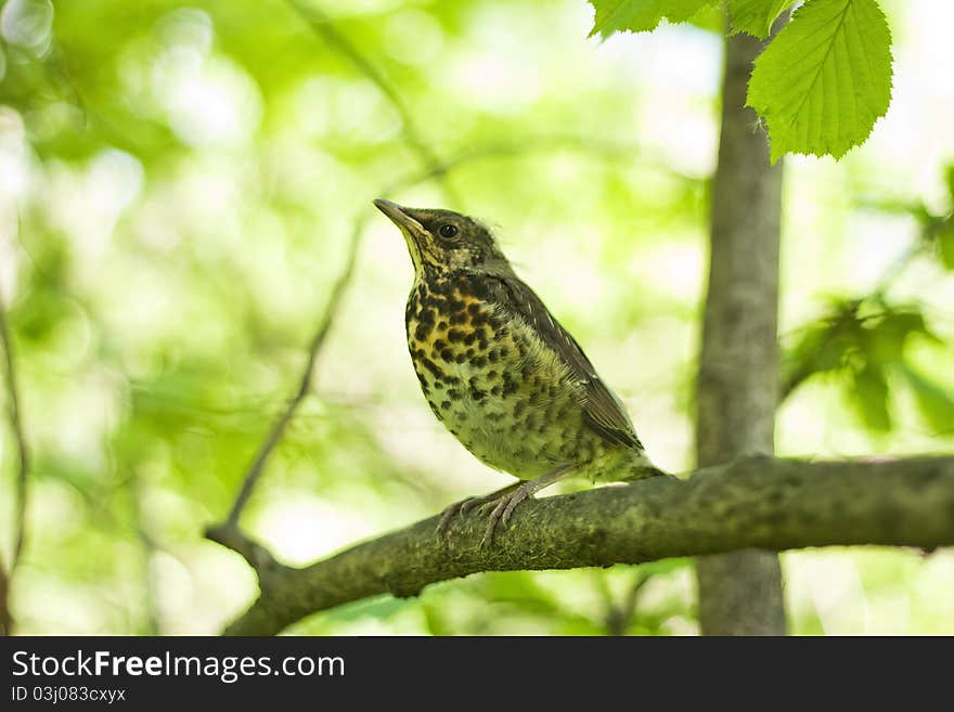 Ouzel