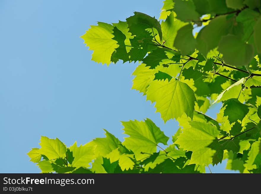 Green maple leaves in sunny day on blue sky with copy space. Ideal for ecology subjects. Green maple leaves in sunny day on blue sky with copy space. Ideal for ecology subjects