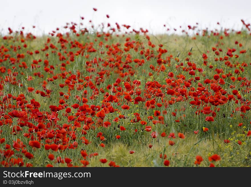 Poppy Field